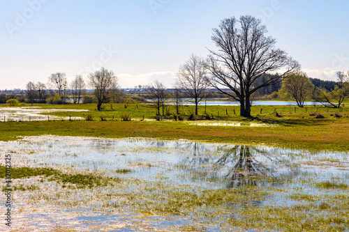 Fototapeta Naklejka Na Ścianę i Meble -  Early spring panoramic view of Narew river valley wetlands and nature reserve in Laskowiec village near Wizna in Podlaskie voivodship in Poland