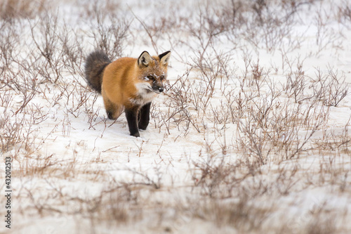 A red fox listens through the snow for a potential meal in Churchill, Manitoba, Canada.