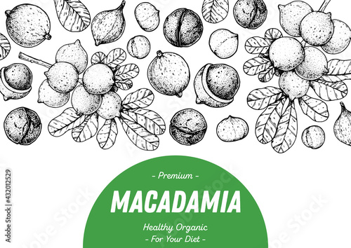 Hand drawn macadamia nuts. Organic food vector illustration. Vector design template. Great for packaging design. Hand drawn sketch. Macadamia nut sketch. Engraved styleю