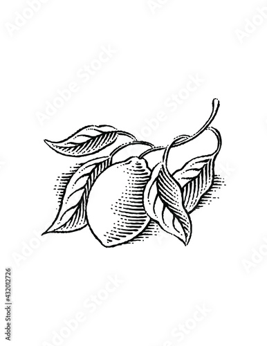 lemon branch woodcut illustration