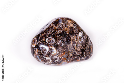 Macro mineral agate fossil fossilized with fossilized turtles on white background