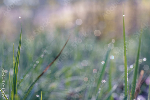 Natural spring background. Grass in the morning dew. Place for text.