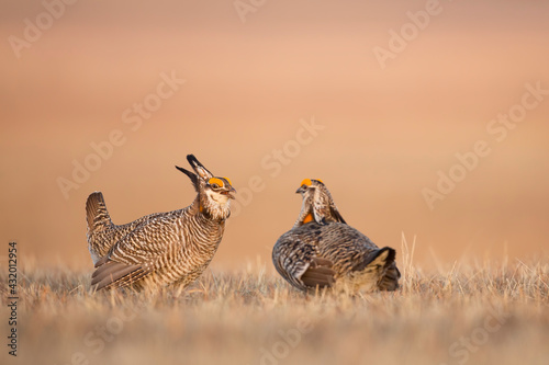 Two male Greater Prairie Chicken (Tympanuchus cupido) square off in a territorial conflict on a display ground, or lek, in the Nebraska sandhills.