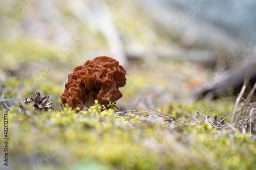 Gyromitra esculenta  false morels  growing in the forest. Space for text.