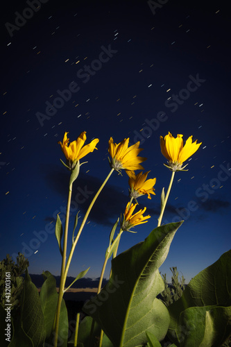 Arrowleaf Balsamroo is lit up after dark as the stars begin to appear in Eagle Colorado.