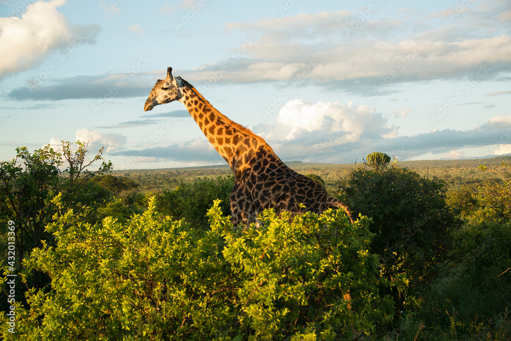 A giraffe grazing at sunset at Tarangire National Park in Tanzania