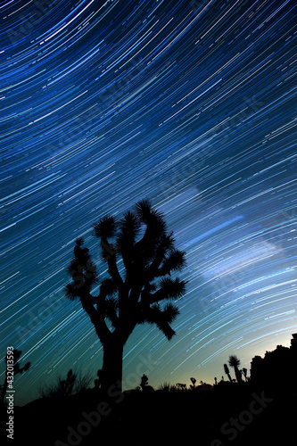 Joshua tree and star trails in the Joshua Tree National Park in California.
