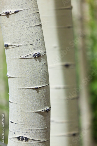 Detail of quaking aspen (Populus tremuloides) bark, Lost Creek Wilderness, Colorado.