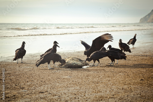 Vultures feast upon the carcass of a dead sea turtle on the beach in Puerto Lopez, Ecuador photo