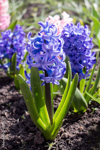 Blue hyacinths bloom in the garden in spring  sunny day  outdoor