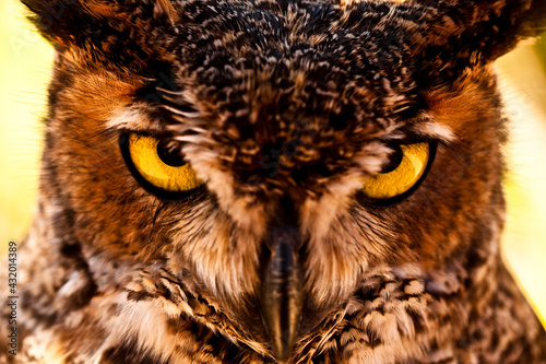 Close up of the face of a Mexican owl, showing his penetrating look photo