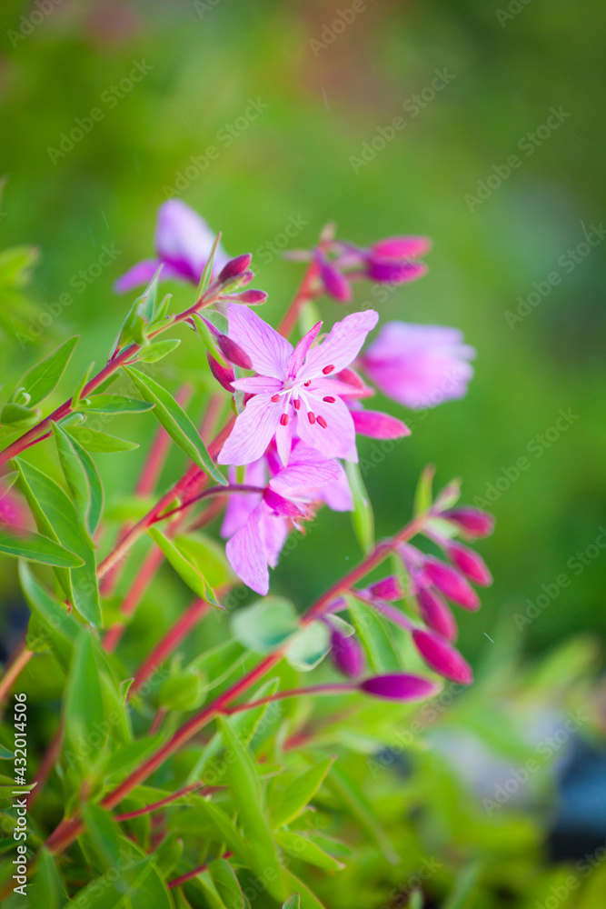 Fireweed (Chamerion angustifolium) in Colonial Glacier basin, North Cascades National Park, Washington. Fireweed (Chamerion angustifolium) in Colonial Glacier basin, North Cascades National Park, Washington.