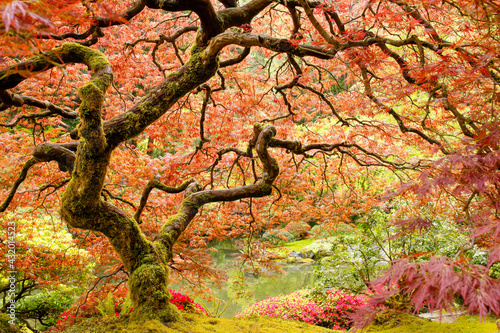 Moss covered, twisted branches of a Japanese maple tree in a garden surrounded by flowers.