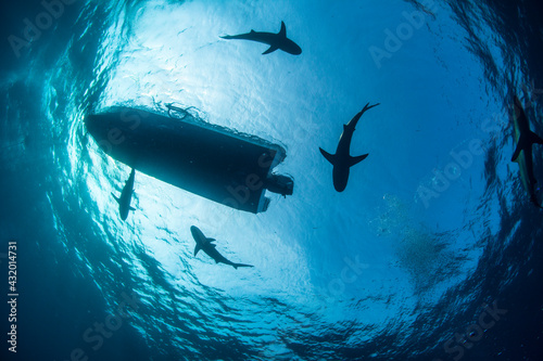 Scuba Diving boat surrounded by Silkie Sharks at Jardines de la Reina, Cuba. photo