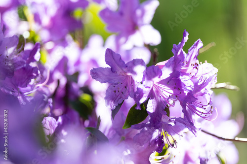 Flower © Tyrrell