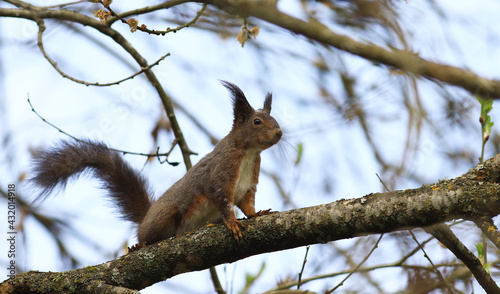 Squirrel on a branch against the blue sky