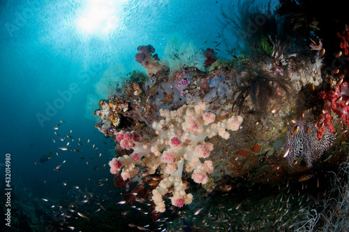 Schools of sardines swim above soft coral reefs in Raja Ampat. photo