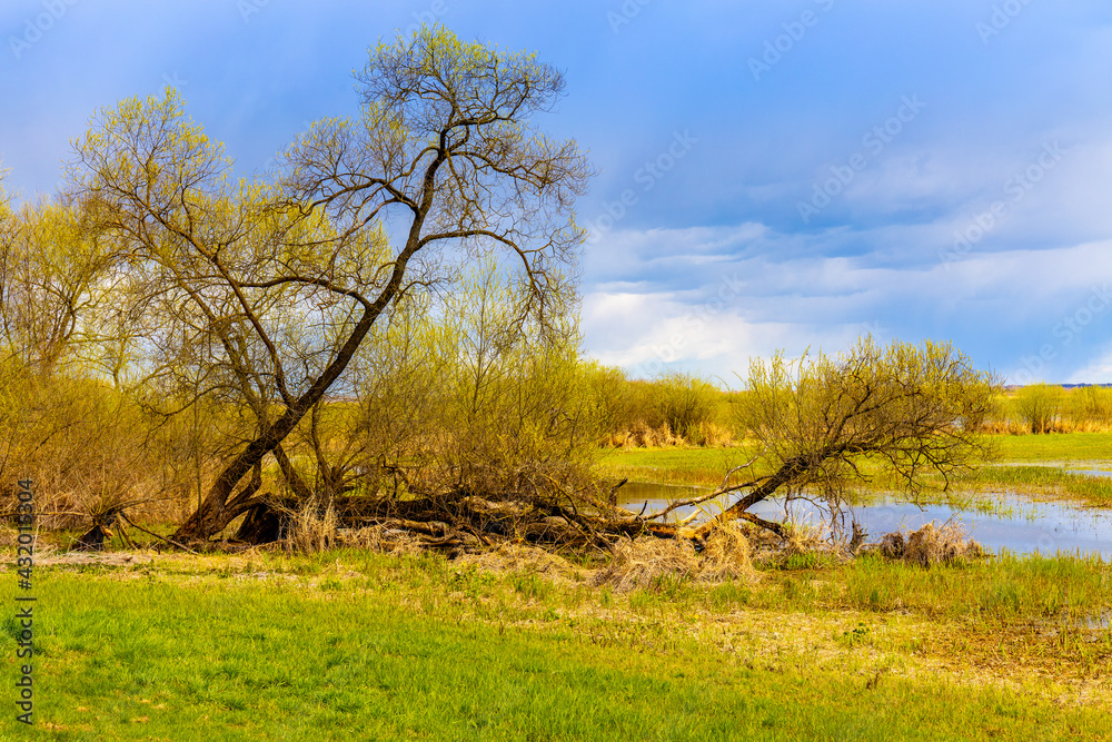 Early spring panoramic view of Biebrza river valley wetlands and wooded shore landscape under stormy clouds in Burzyn village in Podlaskie voivodship in Poland