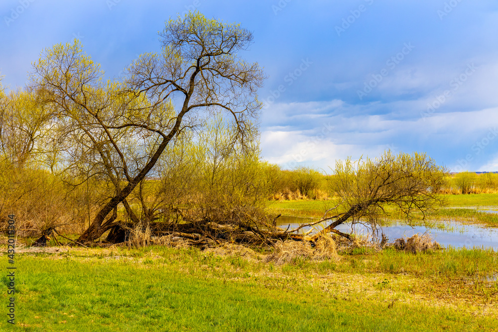 Early spring panoramic view of Biebrza river valley wetlands and wooded shore landscape under stormy clouds in Burzyn village in Podlaskie voivodship in Poland Early spring panoramic view of Biebrza river valley wetlands and wooded shore landscape under stormy clouds in Burzyn village in Podlaskie voivodship in Poland