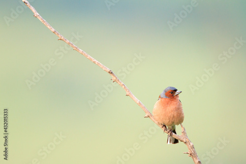 Chaffinch (Fringilla coelebs) male perched on branch. Central Balkan National Park. Bulgaria.