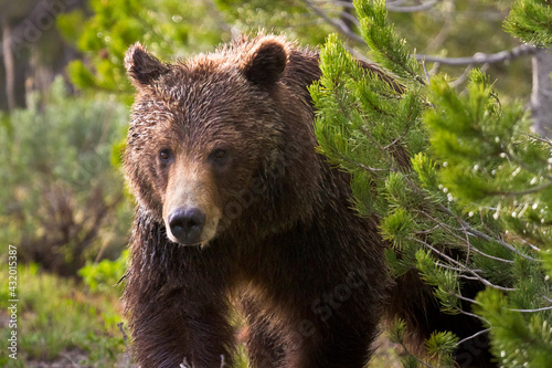 Grizzly Bear #399 of Grand Teton National Park, Wyoming emerges from behind a spruce tree as she searches for her cubs after being separated from them in the spring of 2012. photo