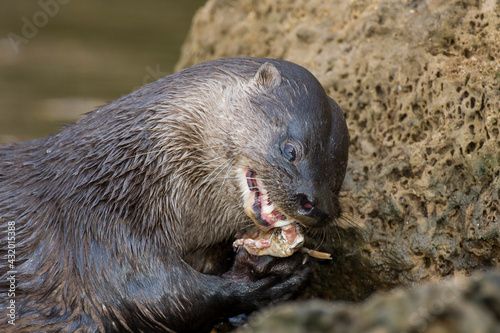 A Neotropical River Otter (Lontra longicaudis) feeds on a fish in the Pantanal, Brazil. photo