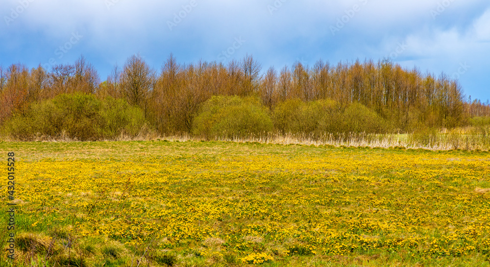 Early spring view of Biebrza river wetlands and nature reserve landscape with Marsh-marigold flowers in Mscichy village in Podlaskie voivodship in Poland