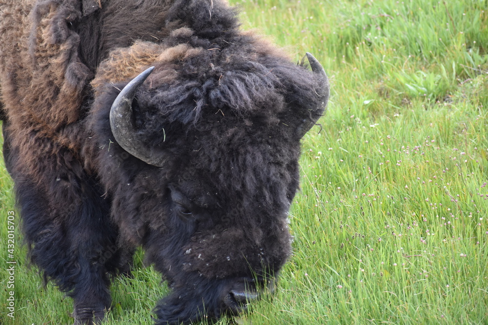 Bison, Yellowstone National Park Bison, Yellowstone National Park