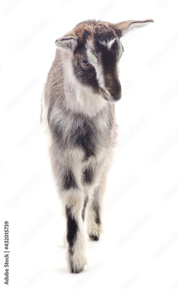 Fototapeta premium One little goat.