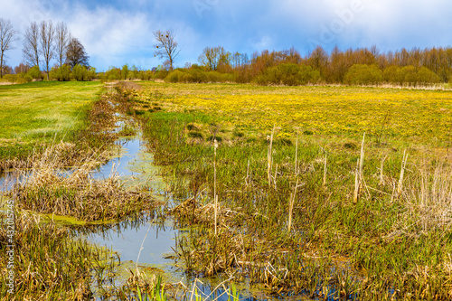 Early spring view of Biebrza river wetlands and nature reserve landscape with irrigation ditch in Mscichy village in Podlaskie voivodship in Poland photo