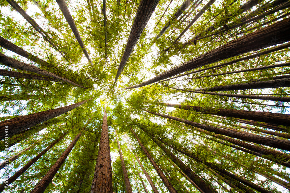 Trees in Mt. Tamalpais State Park, adjacent to Muir Woods National Monument in California, famous for its old growth Coastal Redwood trees. Trees in Mt. Tamalpais State Park, adjacent to Muir Woods National Monument in California, famous for its old growth Coastal Redwood trees.