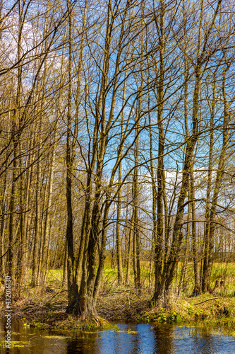 Early spring view of Biebrza river wetlands and nature reserve landscape with flooded forest in Mscichy village in Podlaskie voivodship in Poland