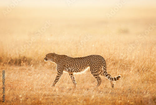 A lone cheetah takes an early morning walk in search for prey.