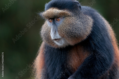 A golden monkey portrait in Rwanda. photo