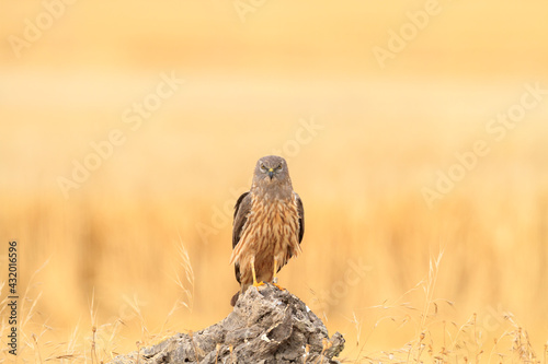 Montagu's Harrier (Circus pygargus) female perched on a stump. Lleida province. Catalonia. Spain.