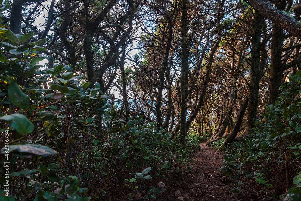 A trail winds through salal and surf pines on the Oregon Coast. A trail winds through salal and surf pines on the Oregon Coast.