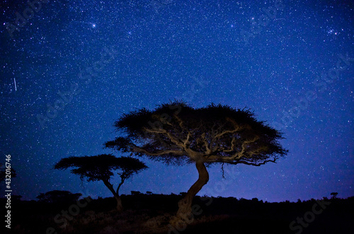 Acacia Tree at dusk, Lewa Wildlife Conservancy, Kenya photo