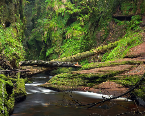 river in the forest