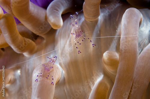 Anemone shrimp on an anemone. photo