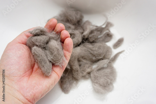 Pile of cat fur combed from scottish fold cat close up view