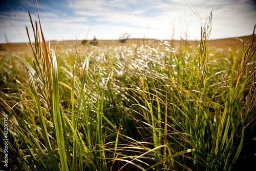 Tallgrasses grow in a wetland area along the Red House and Three Pasture Loop Trails in Tallgrass Prairie National Preserve, Kansas. photo