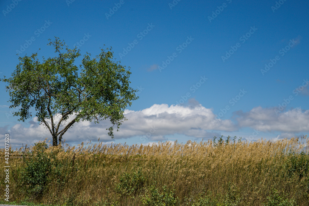 tree in the field tree in the field