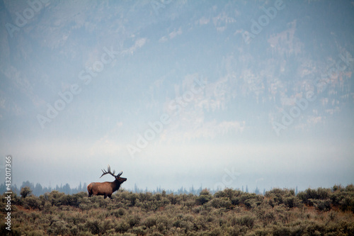 large bull elk bugling during the rut in grand teton national park