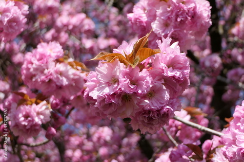 Spring mood with this tree in full bloom covered with pink flowers
