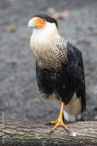 Homosassa Springs State Park, FL: The Crested Caracara perched on a branch photo