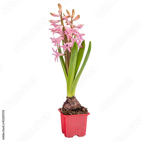 Blooming pink hyacinth