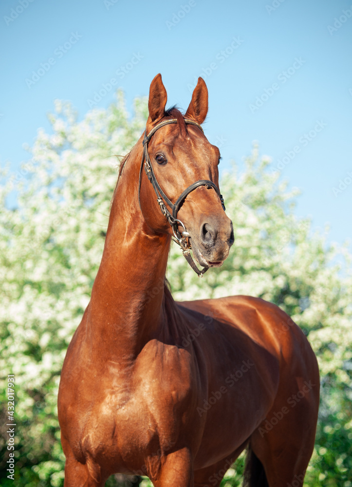 Obraz premium portrait of Chestnut Holstein stallion posing against blossom apple tree. spring time