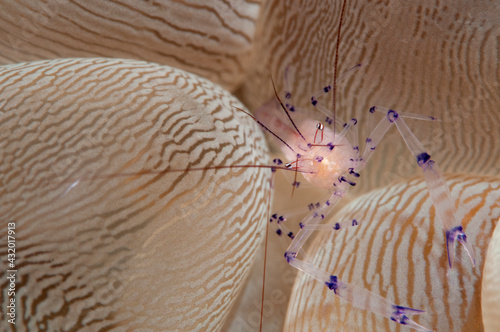 A commensal shrimp peeks out from a bubble coral.
