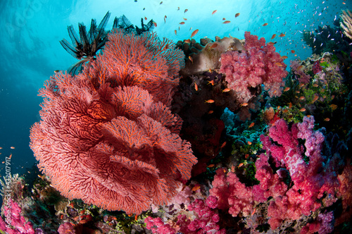 Fiji reef scene with soft corals, gorgonans, and schools of anthias. photo