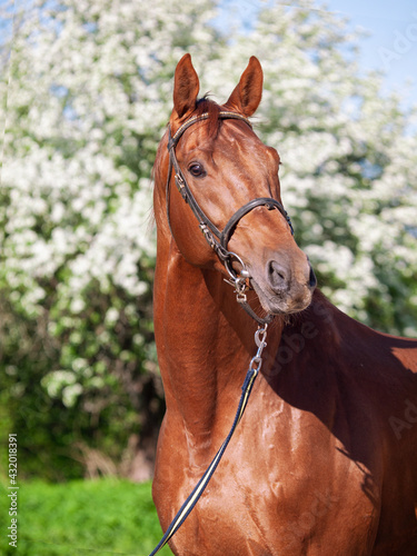 portrait of сhestnut Holstein sportive stallion posing against blossom apple tree. spring time